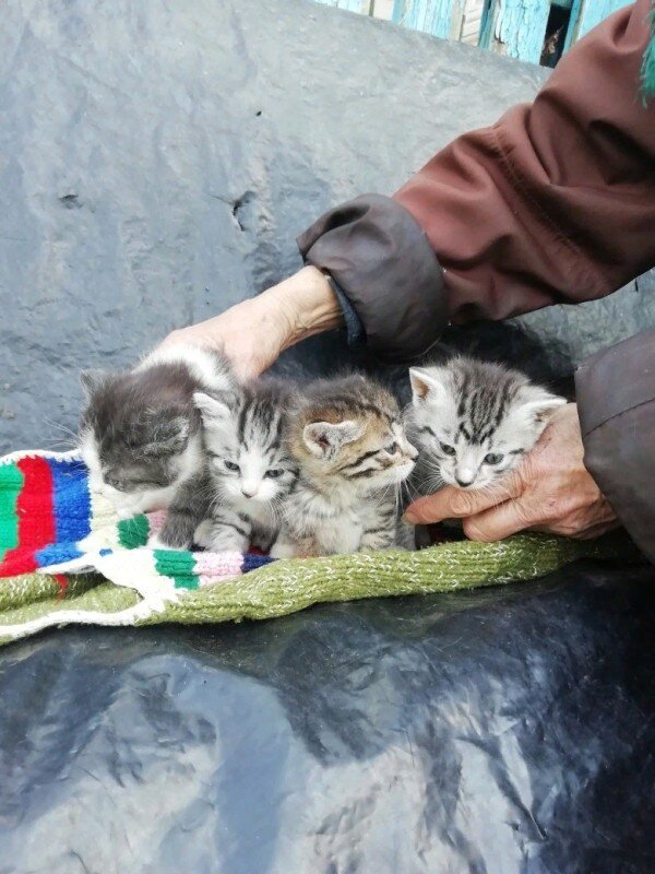 Котят от бездомной кошки Зоя Викторовна забрала домой