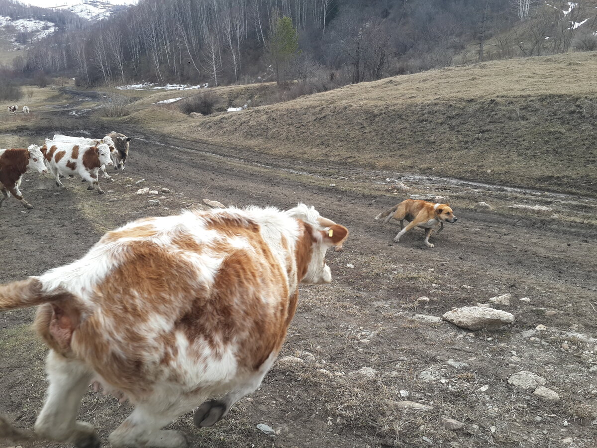 Корова и собака