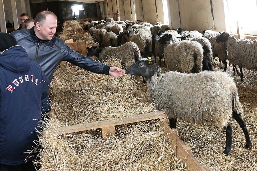 Вот таких мечтаю развести овец.