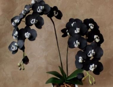 Черная орхидея
