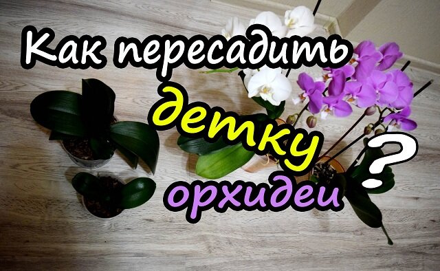 Просто и быстро размножаем орхидею: как посадить детку цветка?