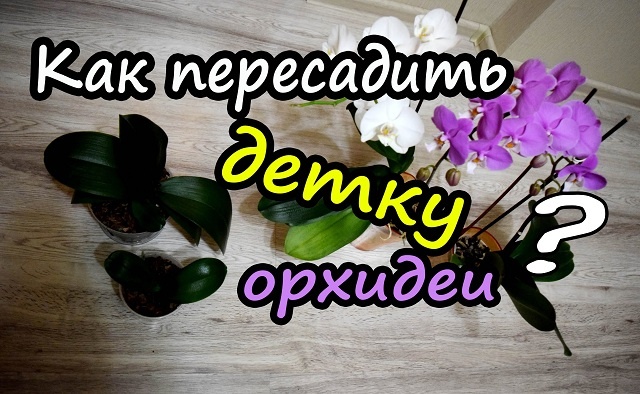 Как правильно размножить орхидею в домашних условиях и отсадить детку