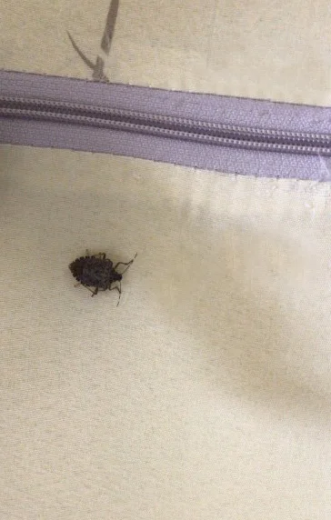 Клоп-щитник в номере  