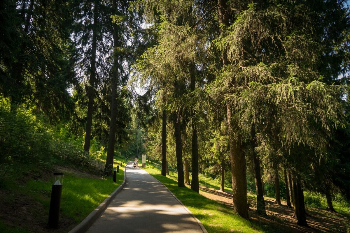 Улица леса. Парк Подрезково Химки. Парк Подрезково Родник. Парк Химки лес. Химки лесопарк.