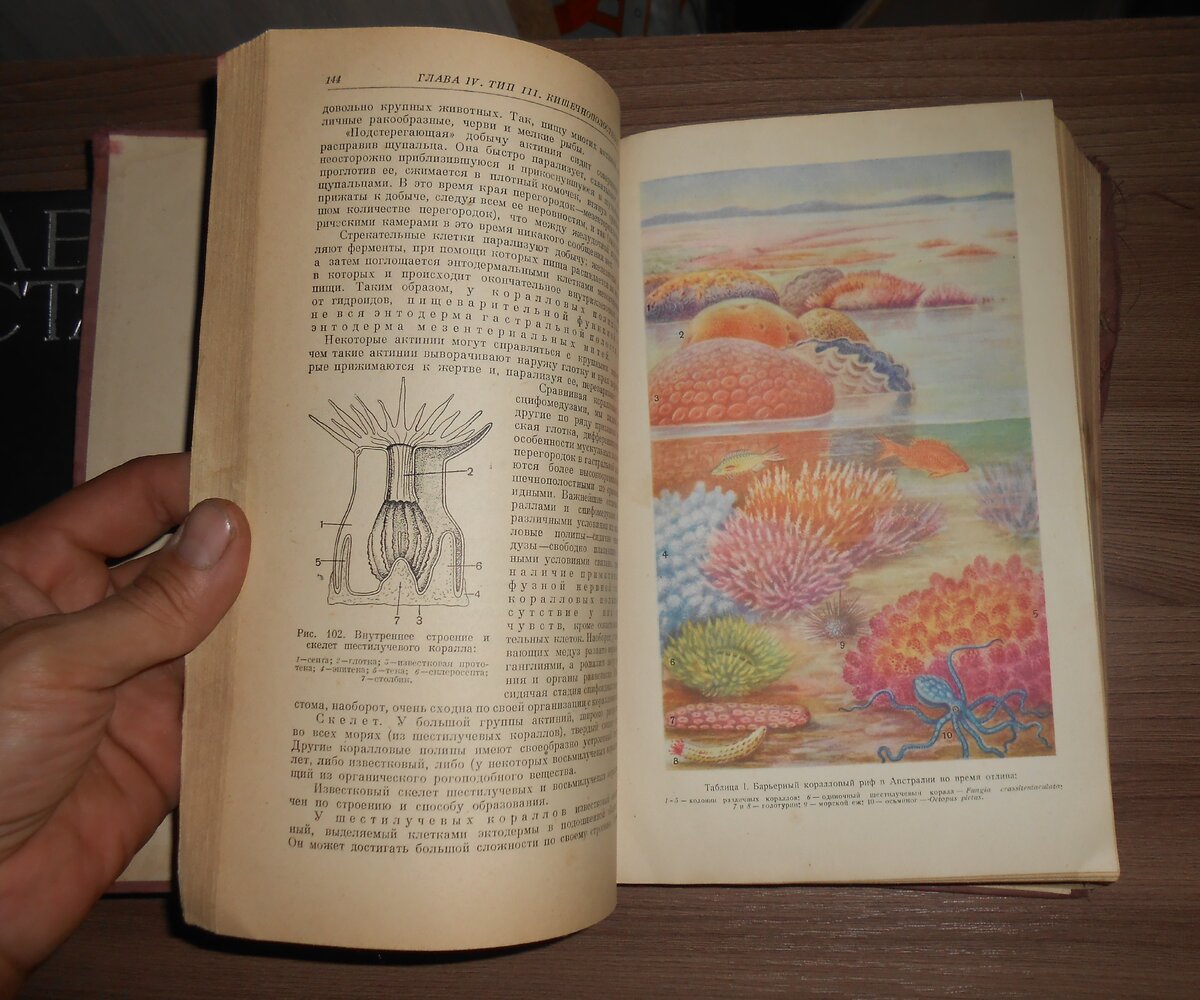 Губки и кораллы в цвете.