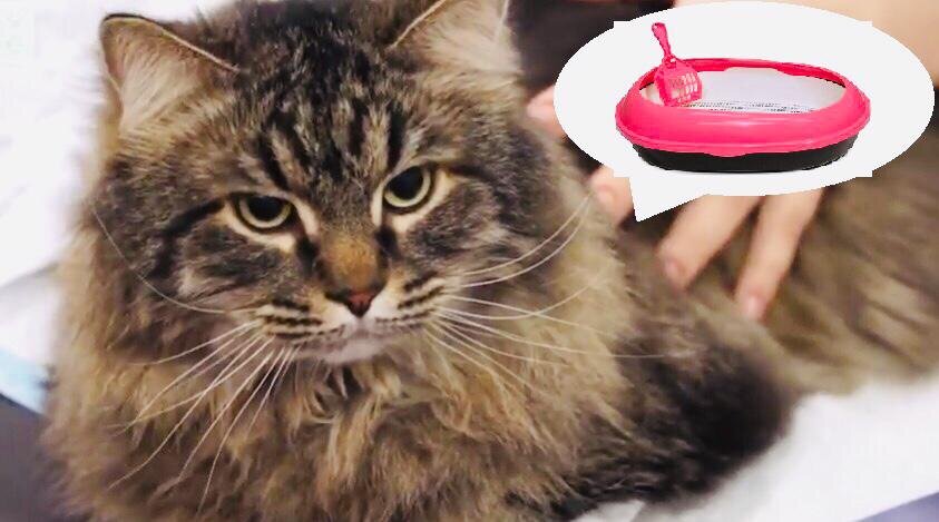 Кошка отказывается от лотка?