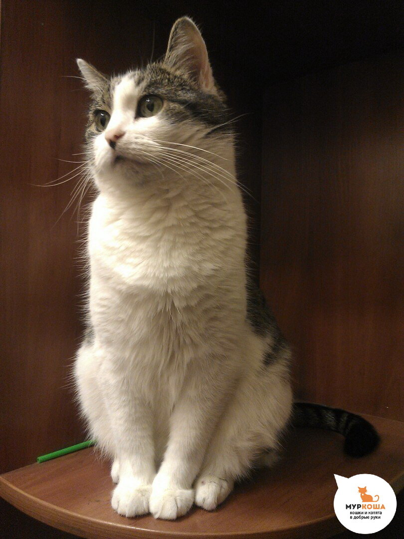 Мамоша, чуть не ставший жертвой печально известного Бано-Эко (дома)