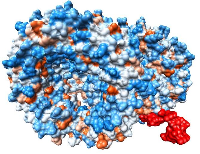 Первым препаратом, который самостоятельно разработал AI, стала вакцина 