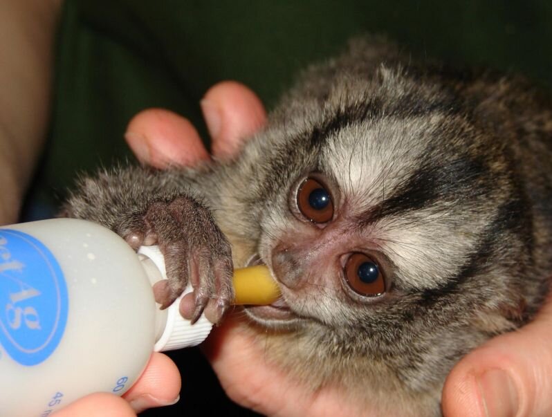 2,5-месячный малыш