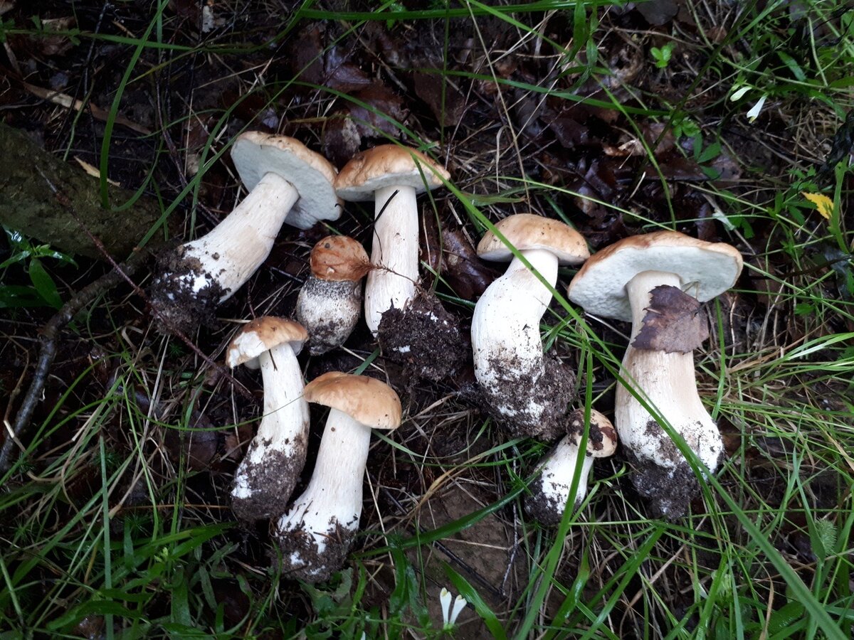 Сон рвать грибы. Грибы похожие на блевотину. Отравленные грибы. Сон рвать грибы. Вырывать грибы.