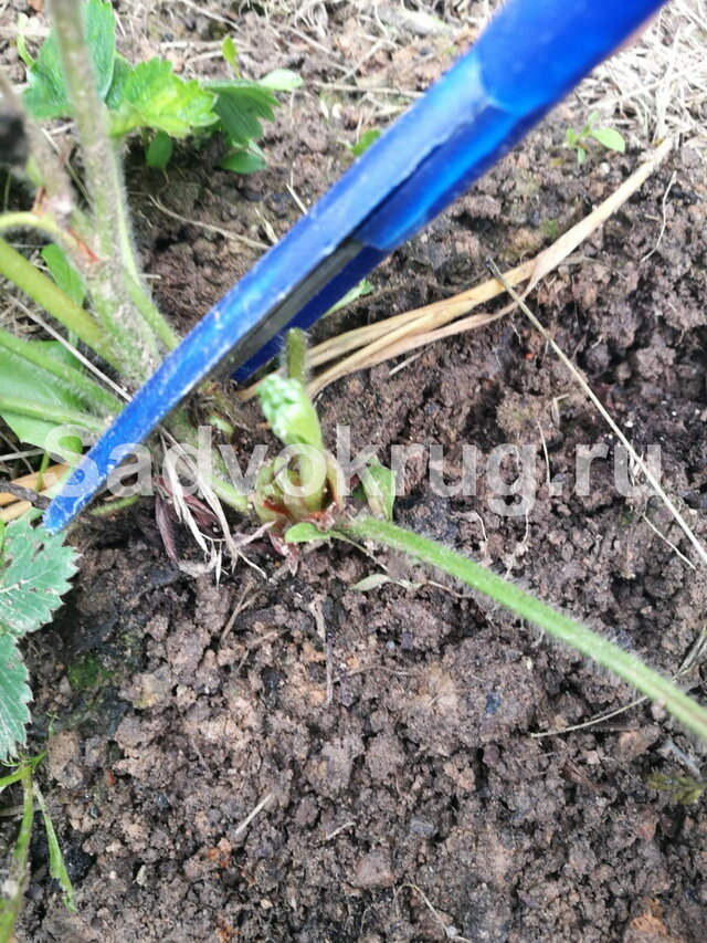 Обрезку проводим в сухую погоду