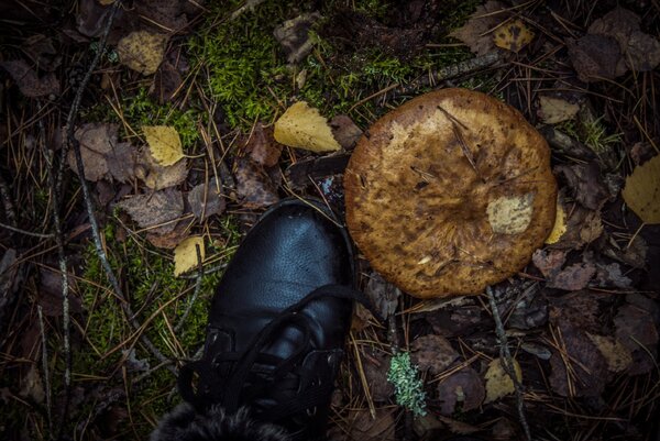 Самые радиоактивные грибы в мире — Чернобыльские урожаи