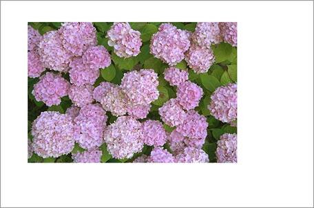 Белый фон - это полный размер картинки, пока не занятый изображением.