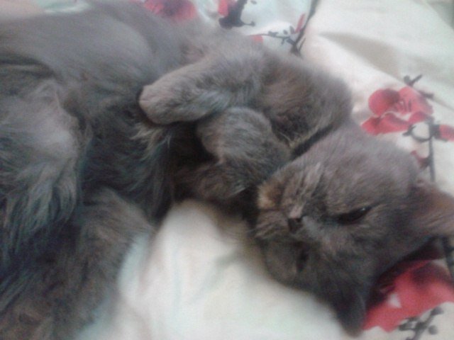 Плюше хорошо. Ее только что почесали и погладили.