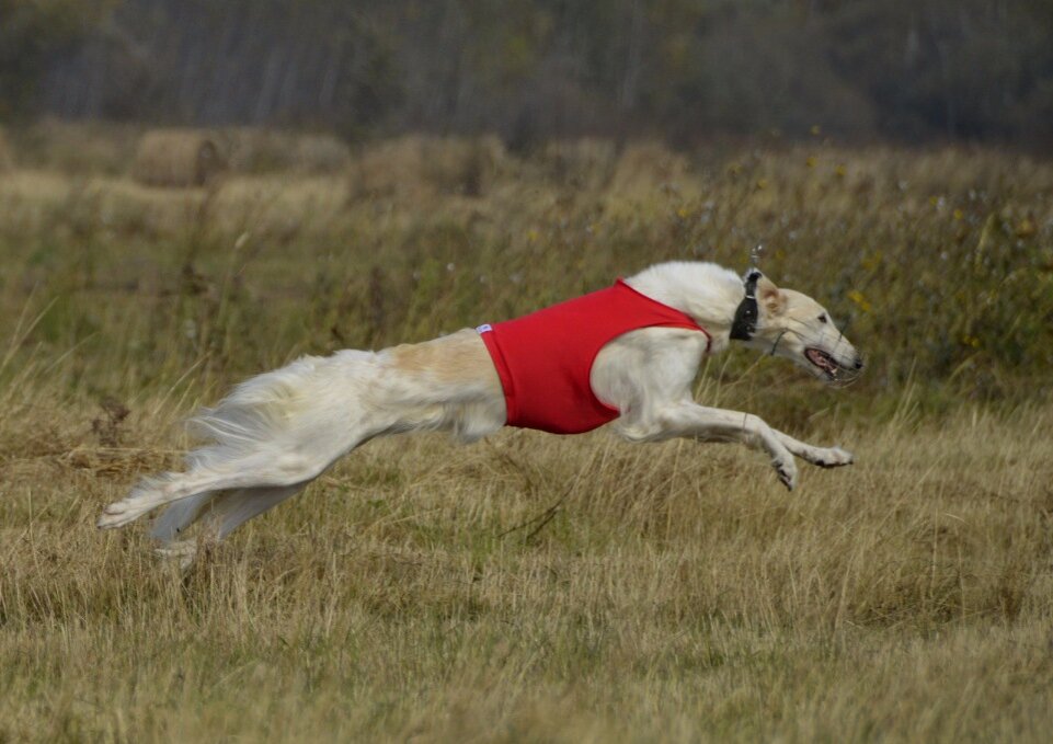 © primoryedogs.borda.ru