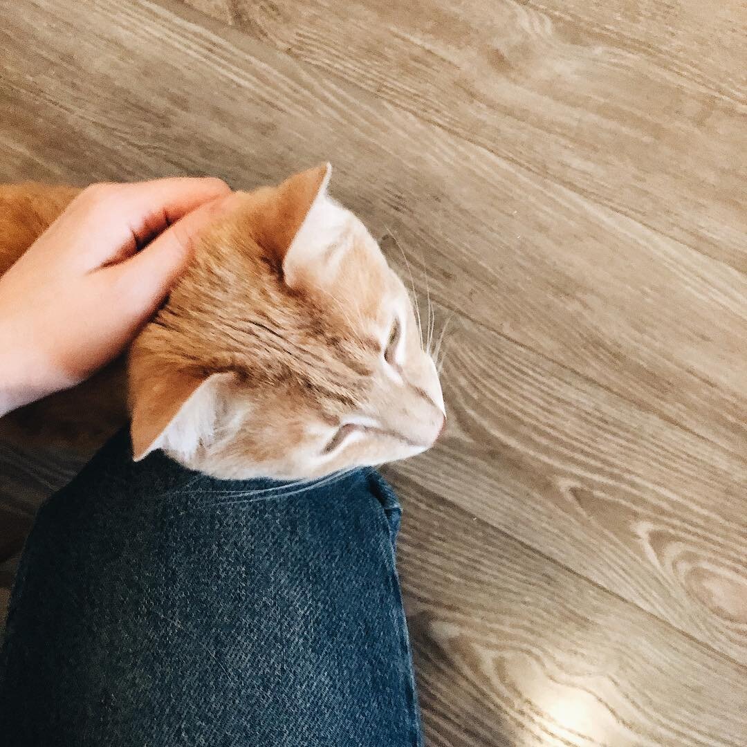 Гостиница для кошек "Мята". @hotel_mint