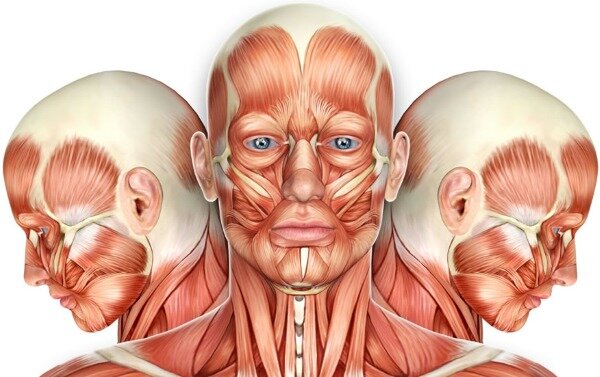Мышцы лица нуждаются в особом уходе
