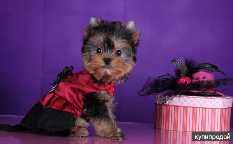 Щенок йоркширского терьера