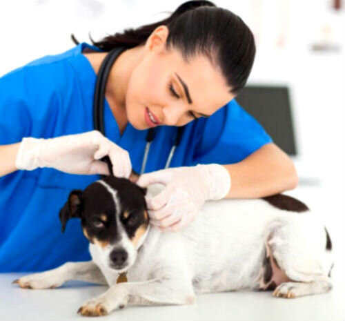 Симптомы и лечение подкожного клеща у собак
