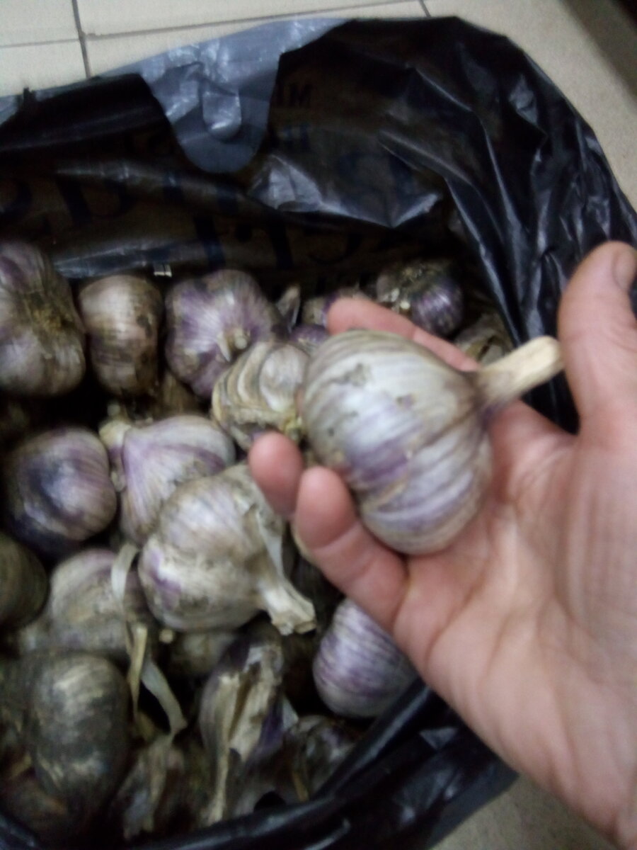 Приготовила чеснок на продажу