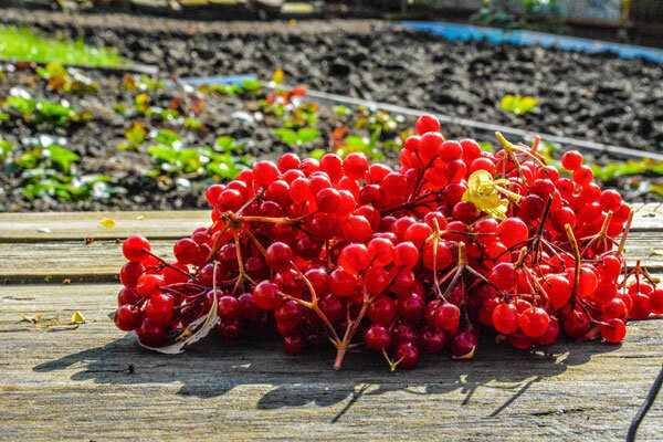 Собранная после первых заморозков, калина не так горчит - фото из свободных источников