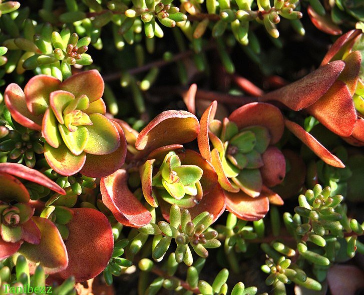 Очиток толстоветвистый Sedum pachyclados