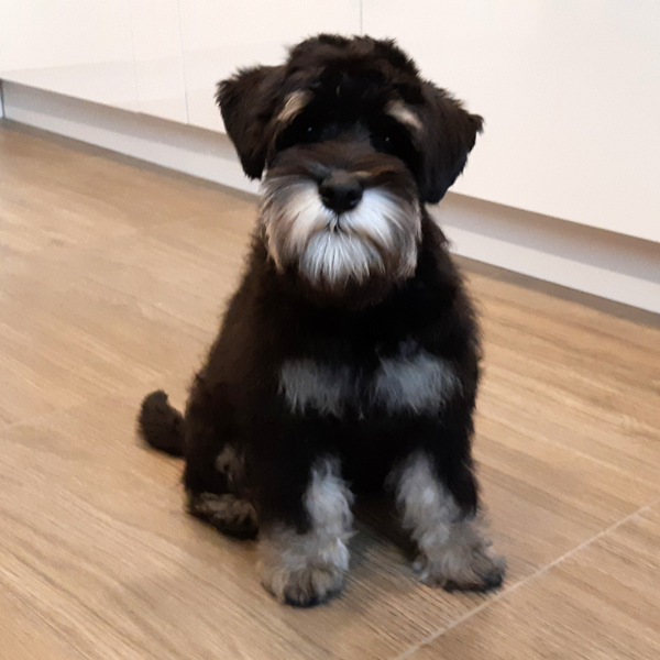 Щенок 4 месяца