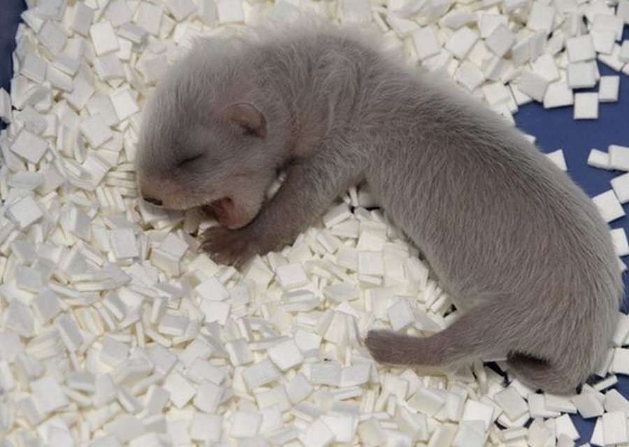 Вот было удивление когда животное подросло. 