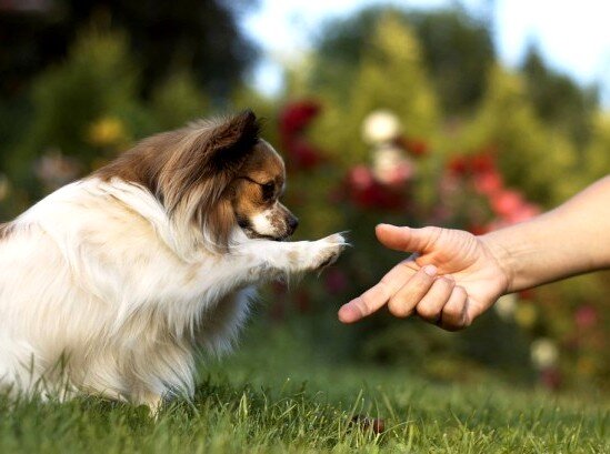 Яндекс.Фото