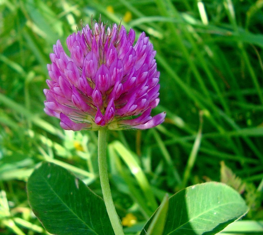 Фото клевера. Клевер Луговой растение. Клевер — Trifolium pratense. Клевер Луговой гибридный ползучий. Лекарственные луговые растения Луговой Клевер.