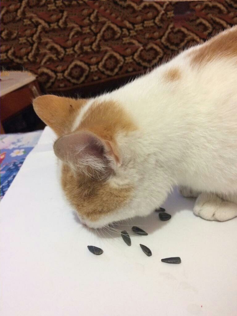 Мурзик обожает жаренные семечки