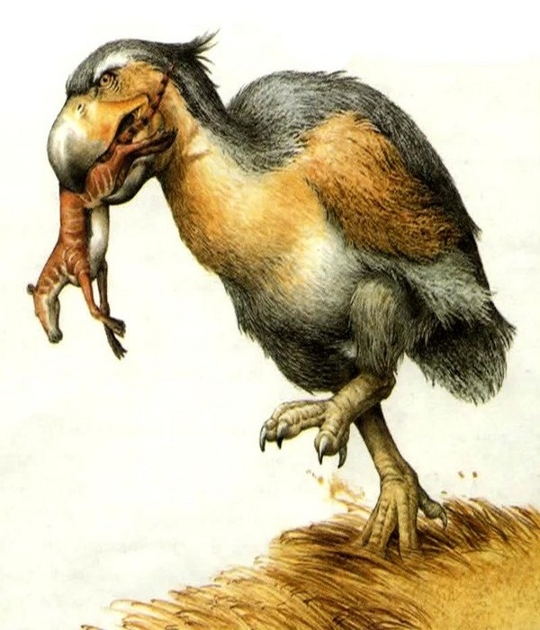 Диатрима   http://cs9.pikabu.ru/post_img/2017/07/10/10/149970862015804731.jpg