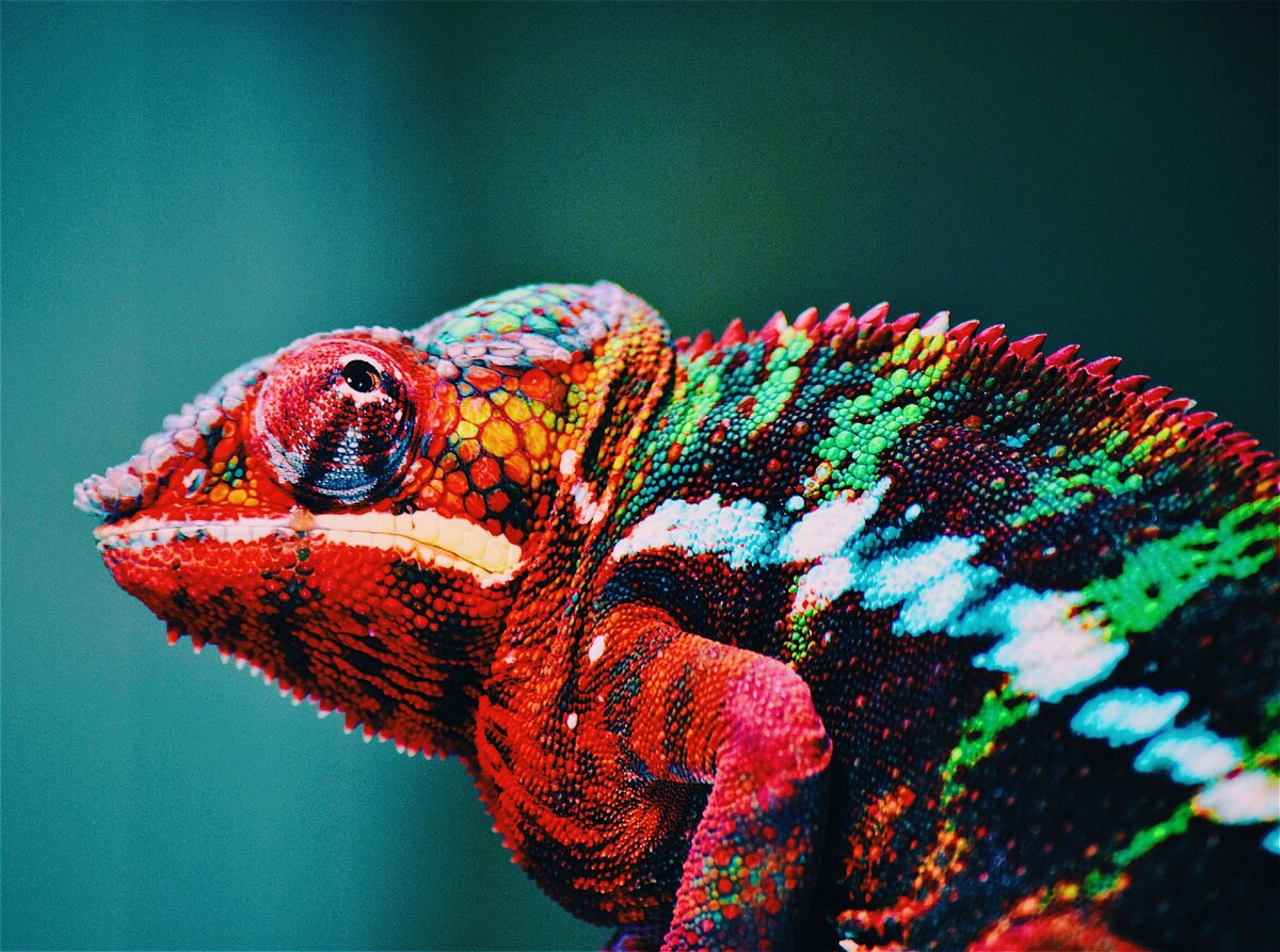 https://www.pexels.com/photo/animal-blur-chameleon-close-up-567540/