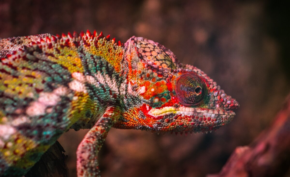 https://www.pexels.com/photo/red-white-and-green-chameleon-751682/