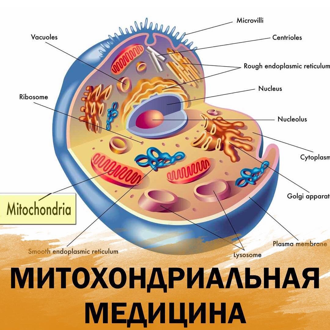 Органы клетки