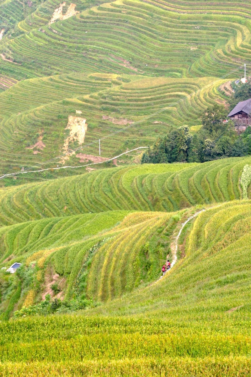 https://c.pxhere.com/photos/9b/5e/rice_plantation_rice_plantations_rice_fields_asia_landscape_field-1058910.jpg!d