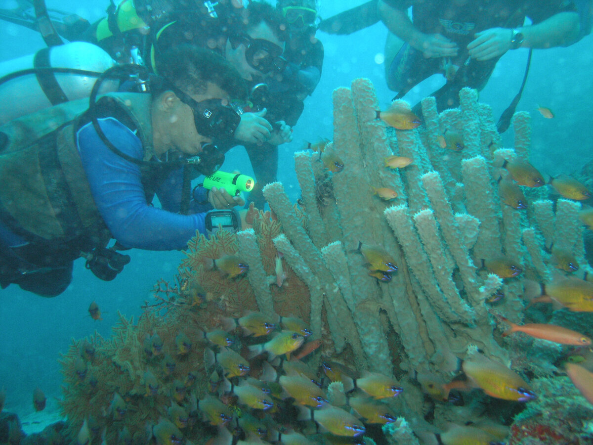 Остров Сипадан, Малайзия, дайвинг