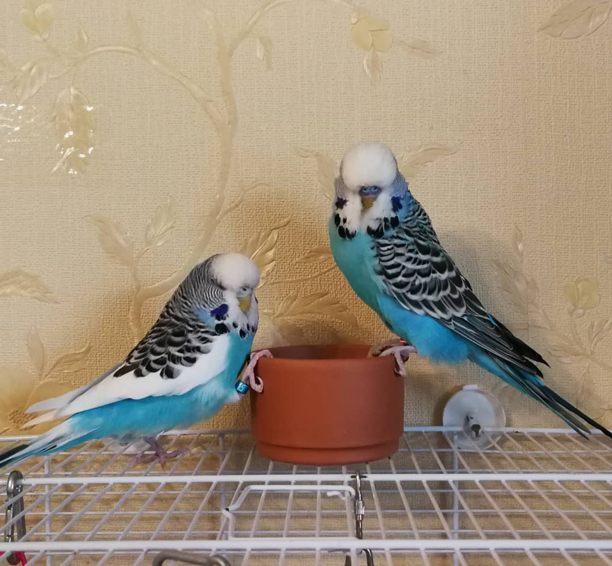 Моя авторская фотография. Птицы на фото принадлежат автору канала. 