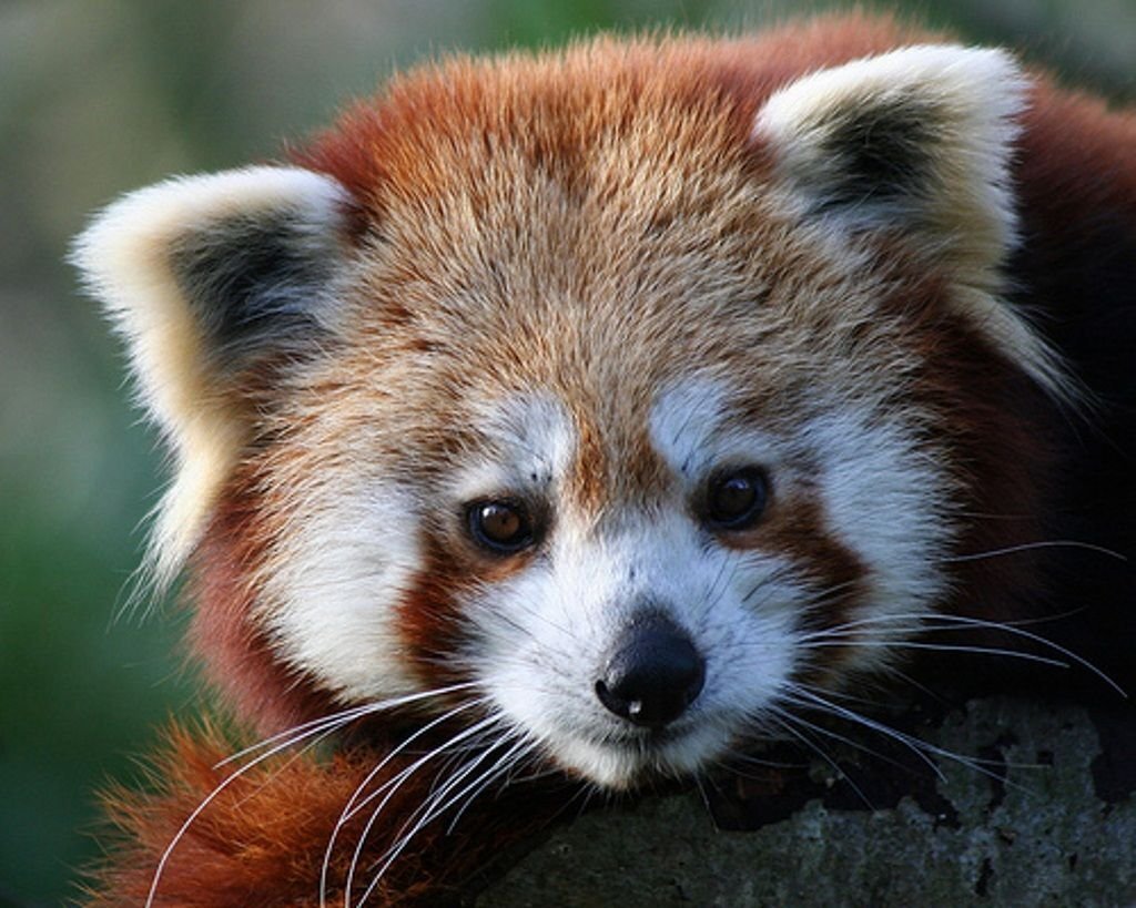 Зверь похожий на медведя. Панда семейство енотовых. Красная малая рыжая Панда. Красная Панда она из семейства енотовых. Похож на енота.