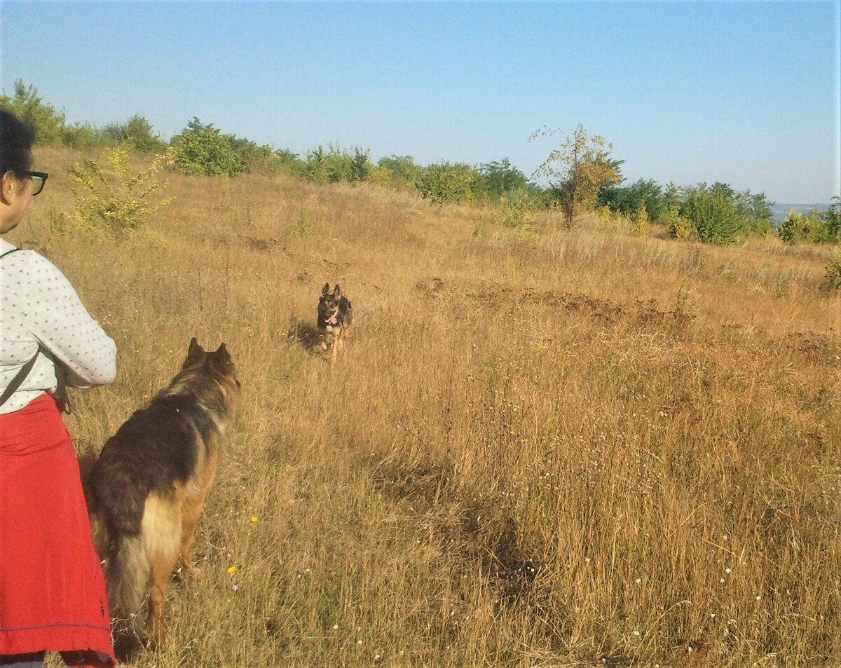 Осеннее поле. Зевс и Кейси