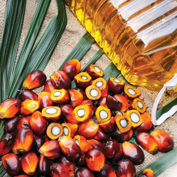 маслоhttps://www.healthyfood.com/wp-content/uploads/2017/06/Spotlight-on-palm-oil-iStock-483563566-copy-600x600.jpg
