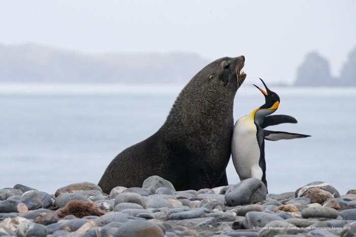  © Thomas Mangelsen/Comedy Wildlife Photography Awards 2019 