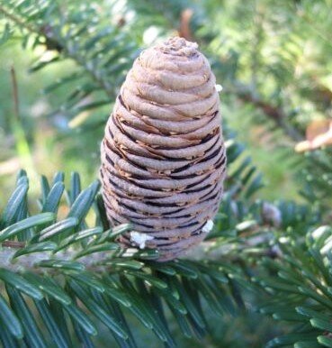 Белокорая пихта (Abies nephrolepis)