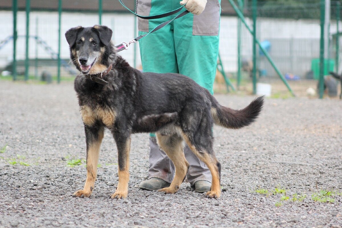 Кай, приют Солнцево
