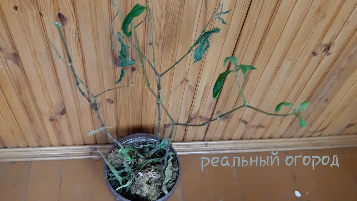 Да, это пахистахис. Фото автора.