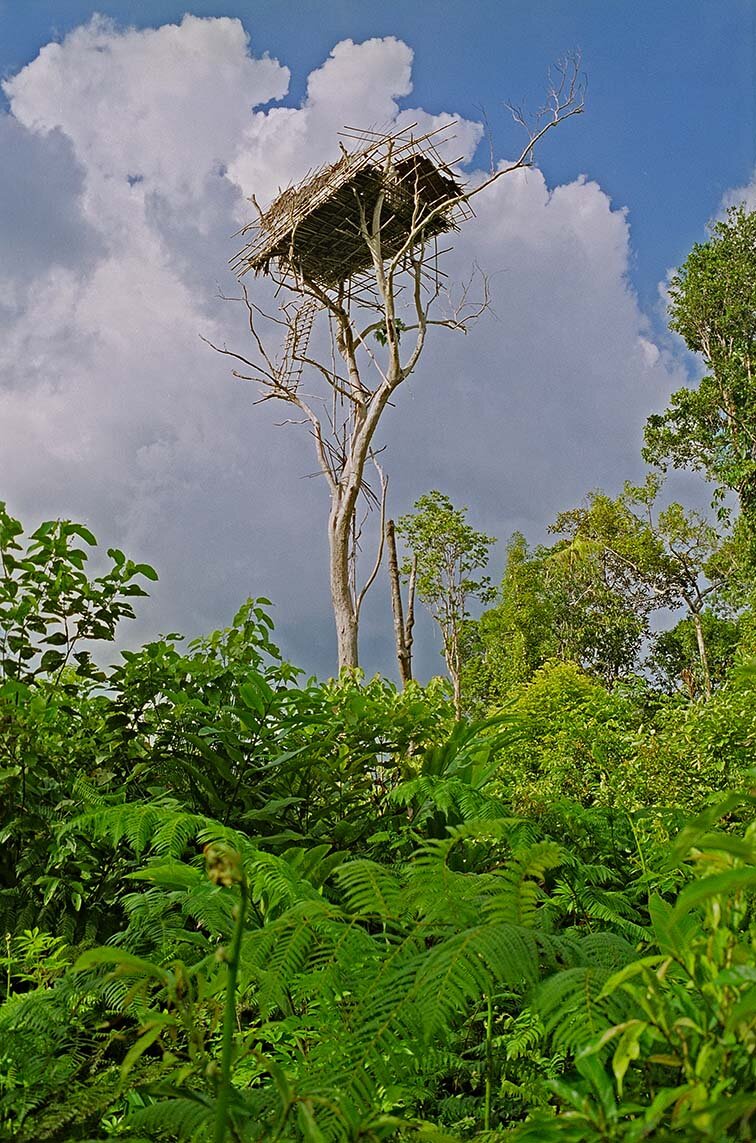 Отступление шестое. И живое станет мертвым, а мертвое живым. Рассказывает Миша.