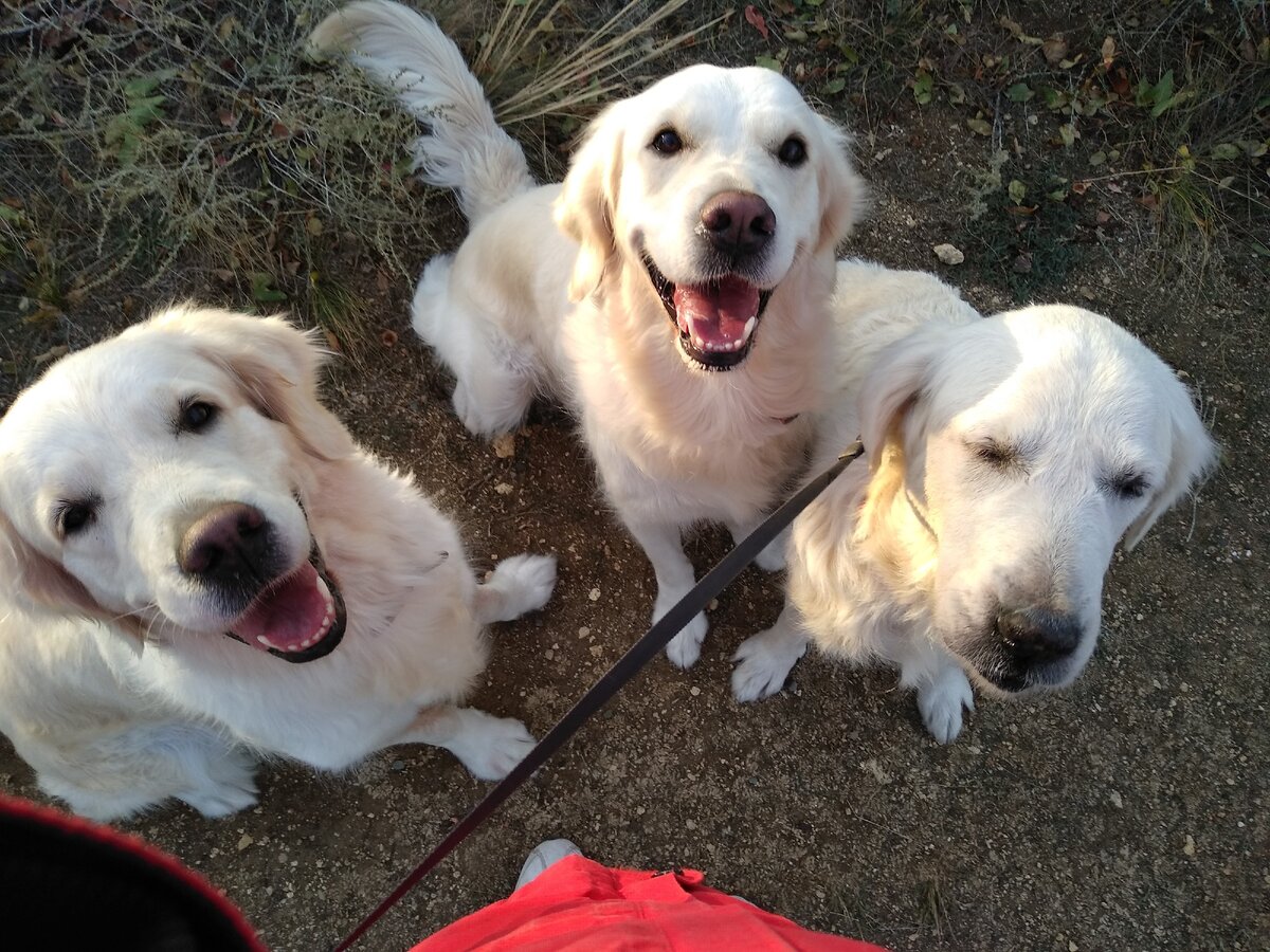 Деля, Ева и Голди на прогулке