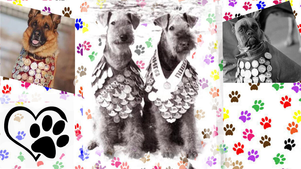 Овчарка, эрдельтерьеры (чемпионы Иррокси-Доральф и  Олимпия-Зельдер), боксёр