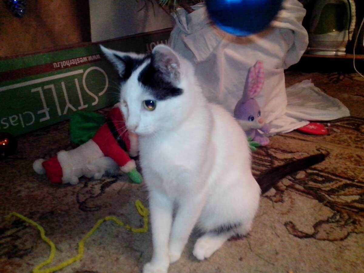 На фото та самая кошечка - Маруся