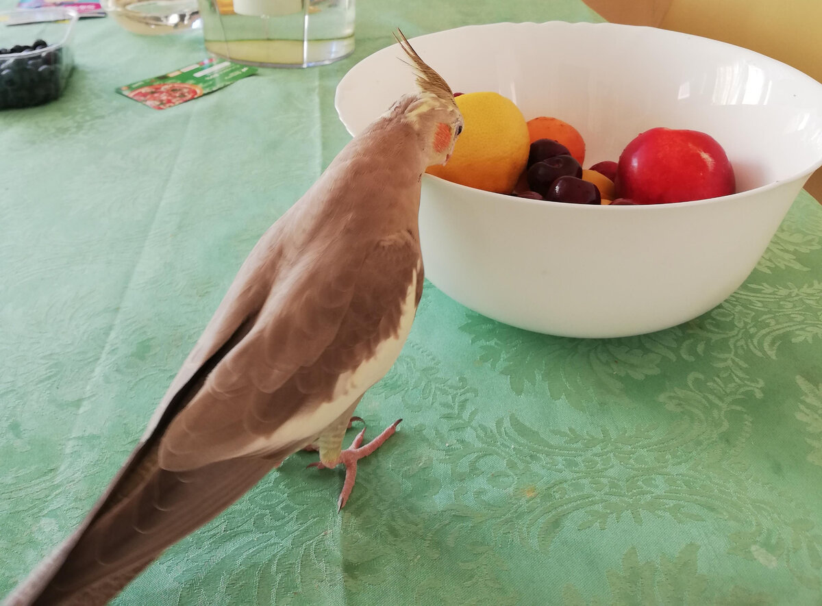 Пепси смотрит, что на обед. Фото автора.